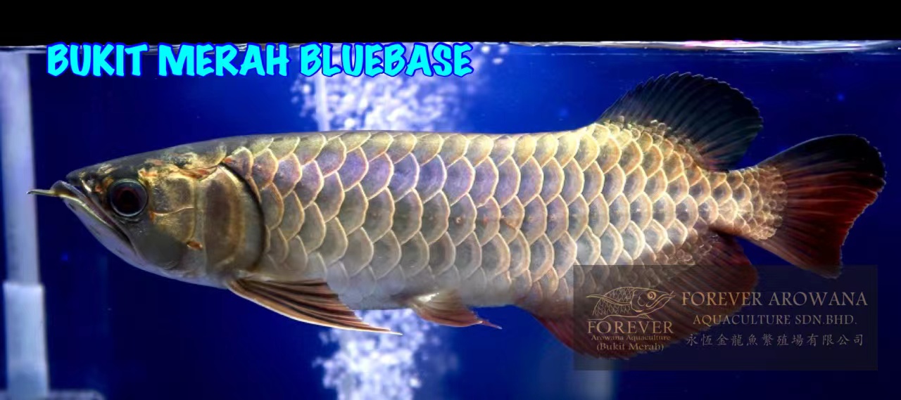 アジアアロワナ・熱帯魚専門店 販売 【トロピカルフィッシュ佐野